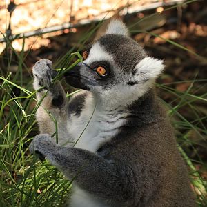 Ring-tailed lemur (June 2019)