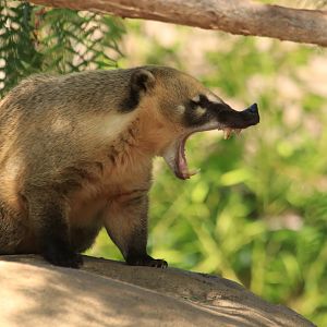 South American coati (June 2019)