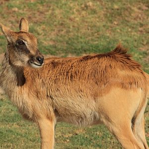Nile Lechwe (June 2019)
