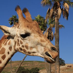 Reticulated giraffe (June 2019)