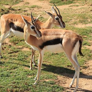 Thomson's gazelle (June 2019)