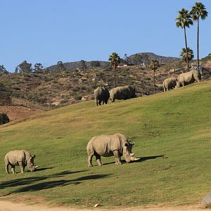 White rhinos (June 2019)