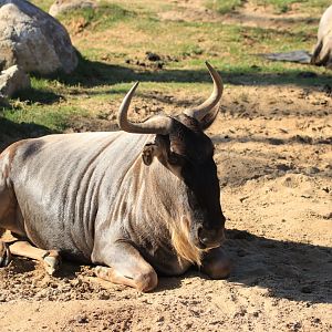 Blue wildebeest (June 2019)