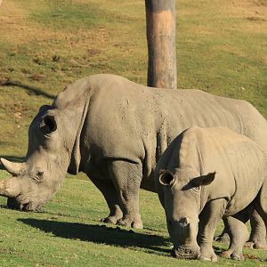 White Rhinos (June 2019)