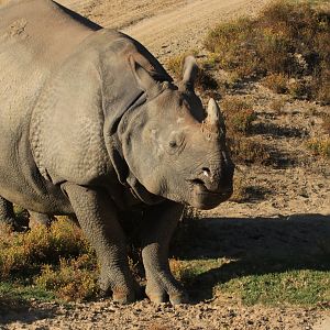Indian rhinoceros (June 2019)