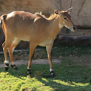 Nilgai (June 2019)