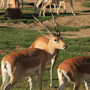 Blackbuck (June 2019)