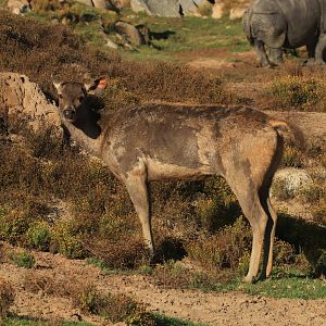Sambar deer (June 2019)