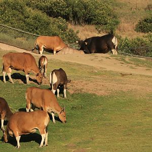Bantengs (June 2019)