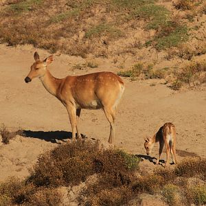 Barasingha deer (June 2019)