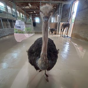 Aug. 2019 - African Forest - Ostrich