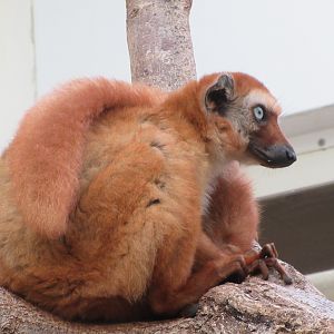 Blue-eyed Black Lemur