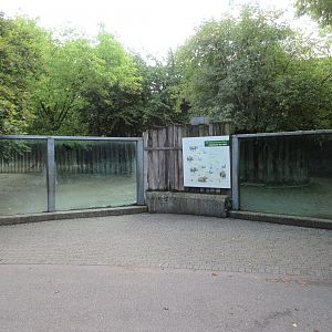 Black Rhino Exhibit (with glass!)
