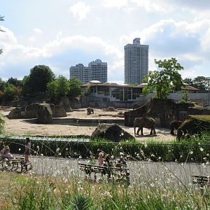 Asian Elephant Exhibit - multiple viewing areas