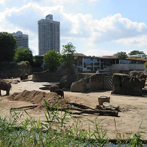 Asian Elephant Exhibit - multiple viewing areas