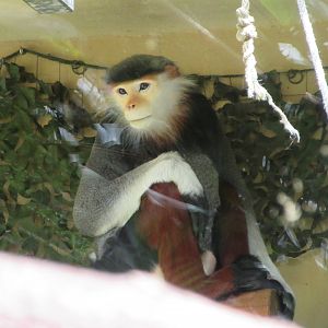 Red-shanked Douc Langur (poor quality photo, but it's still alive!)