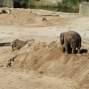 Asian Elephant Exhibits - babies in the sand