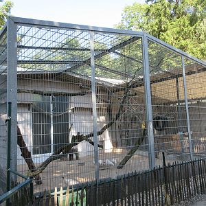 Domestic Chicken Exhibit