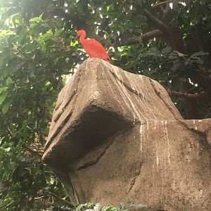 Scarlet Ibis