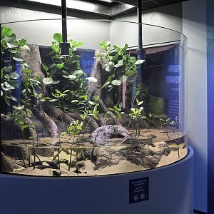 Mangrove exhibit