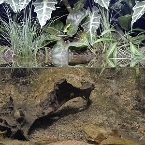 Zambian ephemeral pool exhibit