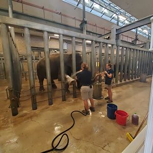 Aug. 2019 - McNair Elephant Habitat - Indoor Stalls