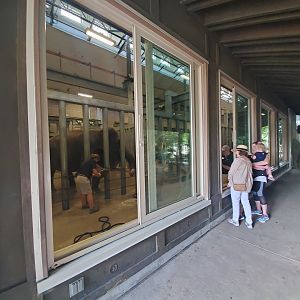 Aug. 2019 - McNair Elephant Habitat - Indoor Stalls (Windows Open)