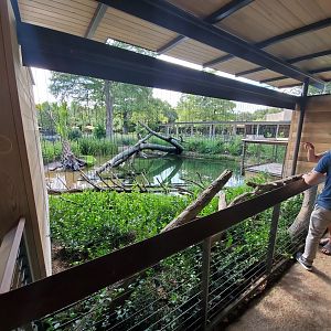 Aug. 2019 - New! Texas Wetlands - American Alligator Exhibit