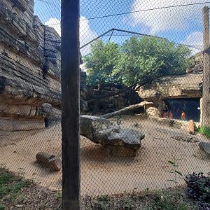 Aug. 2019 - Carnivores - Cougar Exhibit