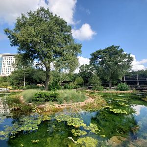 Aug. 2019 - New! Texas Wetlands - Alligator Gar Pond