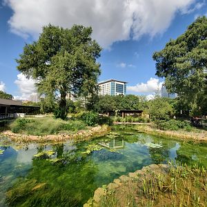 Aug. 2019 - New! Texas Wetlands - Alligator Gar Pond
