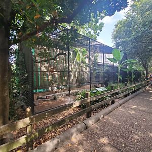 Aug. 2019 - Fischer Bird Garden - King Vulture Exhibit