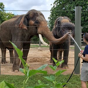 Aug. 2019 - McNair Elephant Habitat - Thai & Methai