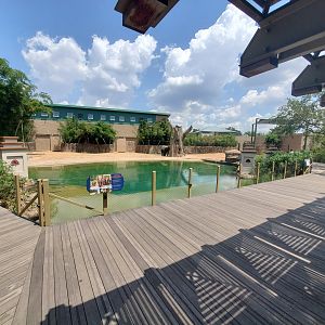 Aug. 2019 - McNair Elephant Habitat - Bachelor Yard Pool