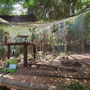 Aug. 2019 - World of Primates - Red-tailed Guenon/Swamp Monkey Exhibit