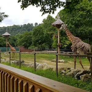 Lehigh Valley Zoo - Masai giraffes