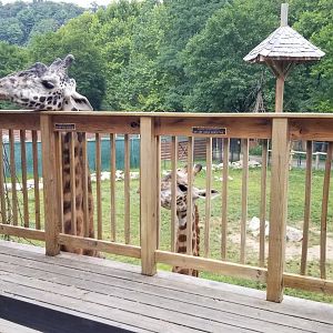 Lehigh Valley Zoo - Giraffes from feeding platform