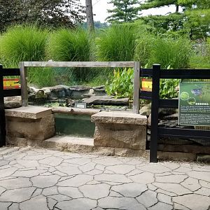 Lehigh Valley Zoo - western pond turtle exhibit