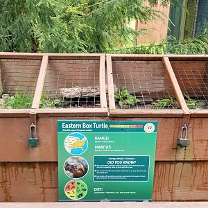 Lehigh Valley Zoo - Eastern box turtle