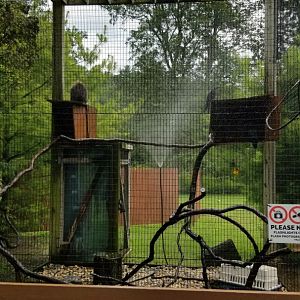 Lehigh Valley Zoo - north american porcupine and raven