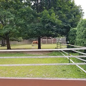 Lehigh Valley Zoo - "palomino" horses