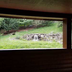 Lehigh Valley Zoo - Mexican grey wolf viewing