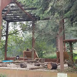 Lehigh Valley Zoo - bald eagle and golden eagle