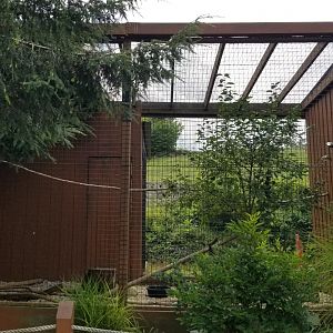 Lehigh Valley Zoo - black vulture