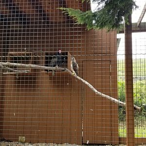Lehigh Valley Zoo - turkey vulture, red-tailed hawk
