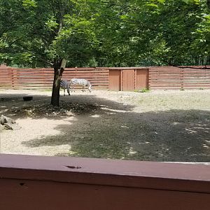 Lehigh Valley Zoo - Grant's zebra