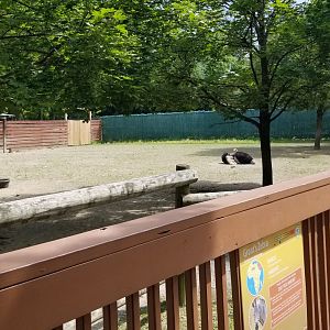 Lehigh Valley Zoo - ostrich