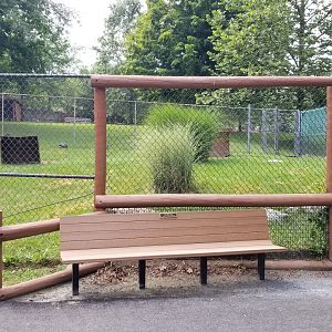 Lehigh Valley Zoo - helmeted guineafowl