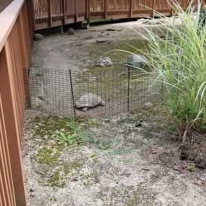 Lehigh Valley Zoo - leopard tortoise