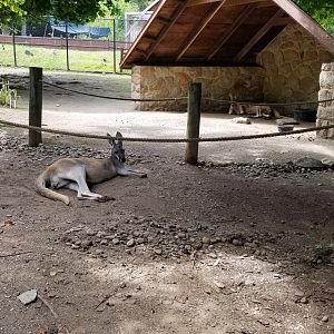 Lehigh Valley Zoo - red kangaroos